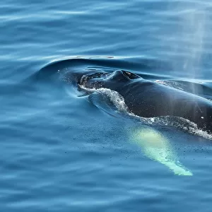 Antarctica, Weddell Sea, Gustav Channel. Humpback whale in clear ocean