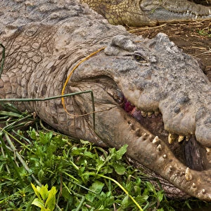 Arba Minch Lake Chamo Ethiopia Africa Crocodile Market crocs in water danger with