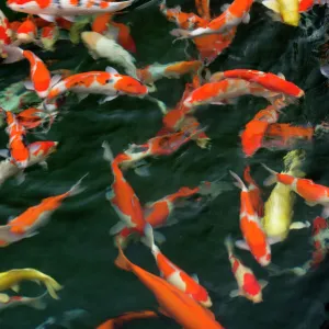 A Collection: Asian Carps