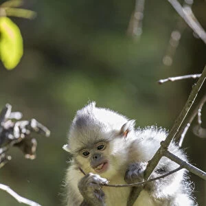 Asia, China, Tacheng, Young Yunnan Black Snub-Nosed Monkey
