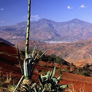 Asia, China, Yunnan, Dongchuan. Yucca by red (laterite) tilled fields above distant