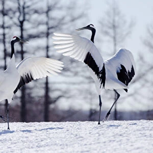 Asia, Japan, Hokkaido, Kushiro, Tsuri-Ito Red-crowned Crane Sanctuary, red-crowned crane