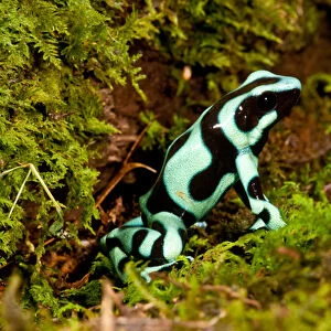 Auratus Dart Frog Dendrobates auratus Native to Northern South America Habitat - Rain Forest