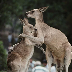 Australia, Queensland, Kangaroo