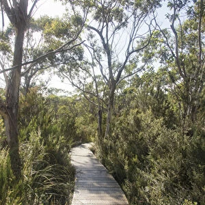 Australia, Tasmania, Tasman National Park. Three Capes Track Cape Hauy boardwalk