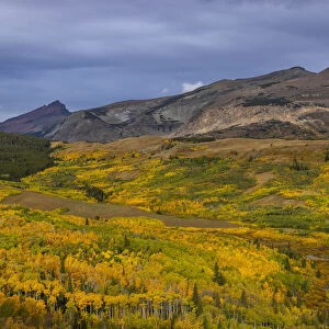 Autumn Aspen groves with Red Mountain in Glacier National Park, Montana, USA