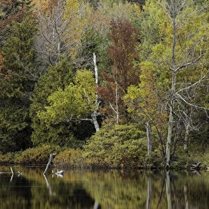 Autumn color reflected on Andrus Lake, Upper Peninsula, Michigan