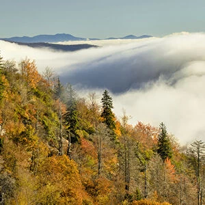 Autumn Colors and mist at sunrise, Blue Ridge Mountains from Blue Ridge Parkway at sunrise