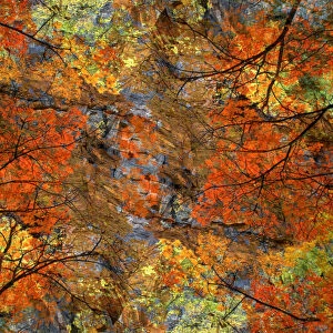 Autumn tree abstract