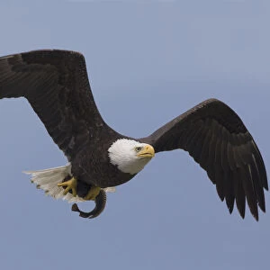 Bald Eagle, returning to perch to eat catch