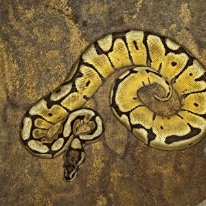 Ball python morph, Python regius