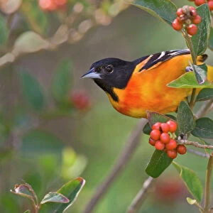 Orioles Collection: Yellow Oriole