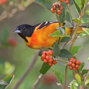 Baltimore Oriole Print - Adult Male in Fiddlewood Bush Baltimore Oriole Print - Adult Male in Fiddlewood Bush
