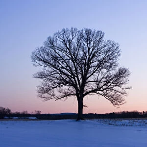 The bare branches of a maple tree in winter silhouetted against a dawn sky on a farm in Hadley