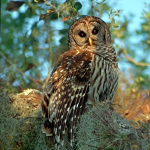 Barred Owl roosting