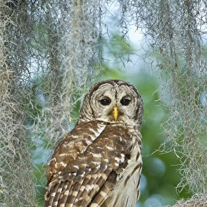 Barred Owl (Strix varia) in bald cypress forest on Caddo Lake, Texas