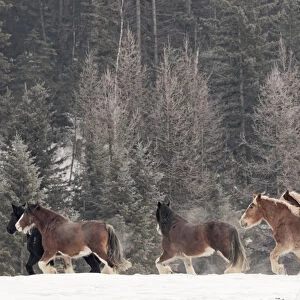 Belgian Horse roundup in winter, Kalispell, Montana. Equus ferus caballus