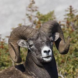 Bighorn Sheep Ram Portrait