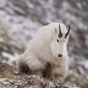 Billy Mountain Goat on Altyn Ridge in Glacier National Park, Montana, USA
