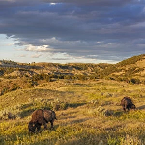 Bison grazing in badlands in Theodore Roosevelt National Park, North Dakota, USA