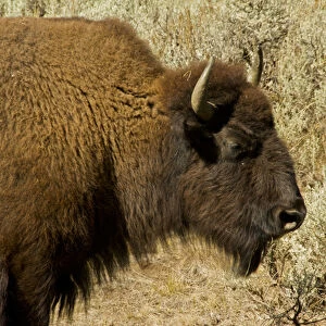 bison profile, Lamar Valley, Yellowstone National Park, Wyoming, USA