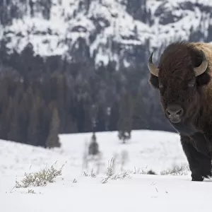 Bison winter bull