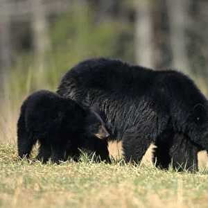 Black Bear (Ursus americanus) female with cubs (2), Great Smoky Mountains NP, TN
