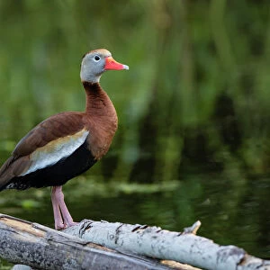 Ducks Mouse Mat Collection: Black Bellied Whistling Duck