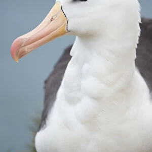Black-browed albatross, Falkland Islands