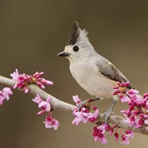 Black-crested Titmouse, Baeolophus atricristatus, adult perched on branch of blooming