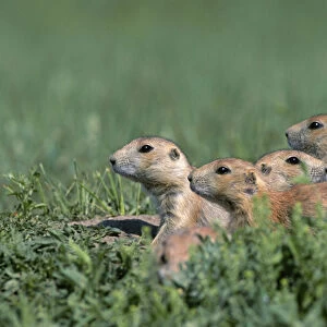 Black-tailed prairie dog (Cynomys ludovicianus) group on the lookout, Theodore Roosevelt