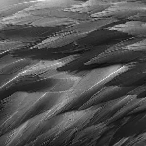 Black and white of pattern in American flamingo feathers