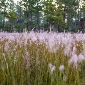 Blooming Muhly grass in a prairie managed by prescribed fire