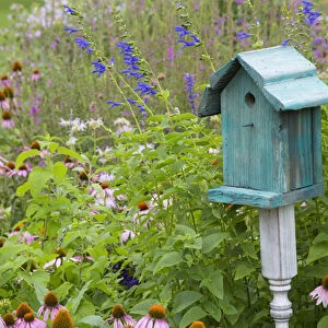 Blue birdhouse in flower garden with Purple Coneflowers and salvias, Marion Co. IL