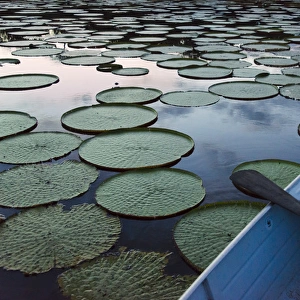 Boat on Rupununi River with Victoria amazonica lily pads, southern Guyana