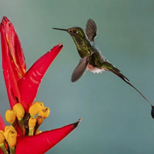 Booted racket-tail hummingbird