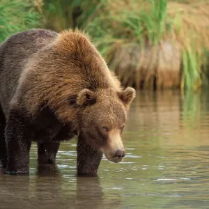 Brown Bear Fishing for Pink Salmon Print Brown Bear Fishing for Pink Salmon Print