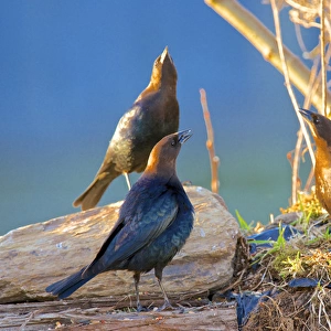 The brown-headed cowbird (Molothrus ater) is a small brood parasitic icterid of temperate