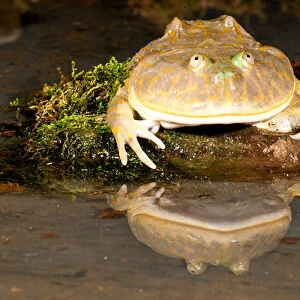 Frogs Collection: Related Images