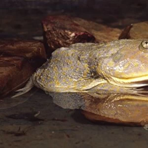 Budgetts Frog, Lepidobatrachus asper, Native to Paraguay