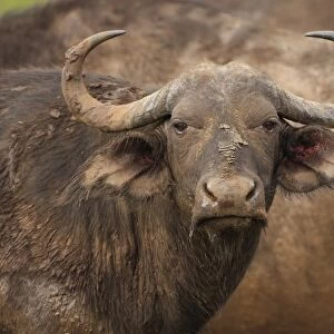 Buffalo cow, Water Buffalo, Syncerus caffer, Hluhulwe Game Reserve, South Africa