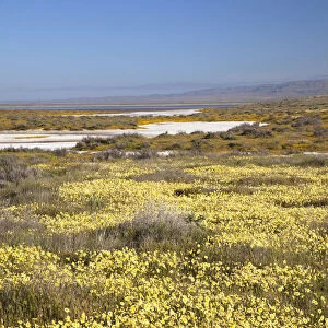CA, Carrizo Plain NM, Carrizo Plain with spring wildflowers (Yellow Tidy Tips)