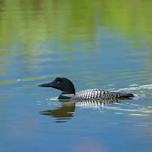 Loons Related Images