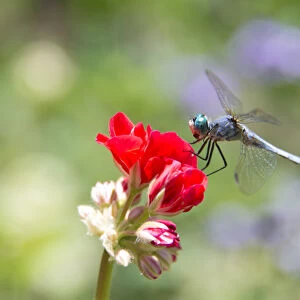 Canada, BC, Vancouver Island Western Pondhawk (Erythemis collocata) dragonfly on flower