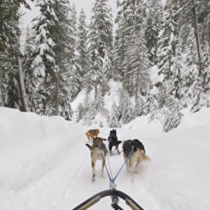 Canada, BC, Whistler, Soo Valley. Dog sled adventure. Tourists allowed to mush their own sled / team
