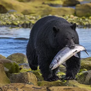 Canada, British Columbia. Black bear with freshly caught Coho salmon