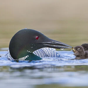 Canada, British Columbia. Common Loon (Gavia Immer) adult feeds aquatic insect to chick