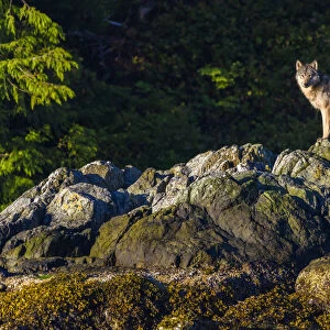 Canada, British Columbia, Tofino. Coastal wolf in the intertidal zone