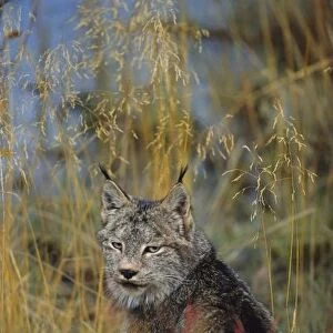 Canada, Kluane NP, near Haines Junction, Canadian Lynx (Felis lynx)