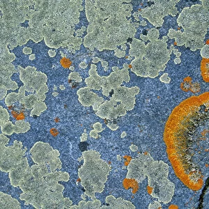 Canada, Manitoba, Churchill. Crustose lichen on rock